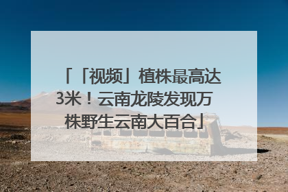 「视频」植株最高达3米！云南龙陵发现万株野生云南大百合