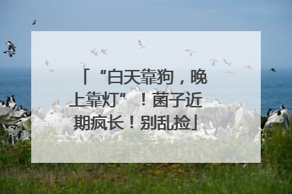 “白天靠狗，晚上靠灯”！菌子近期疯长！别乱捡