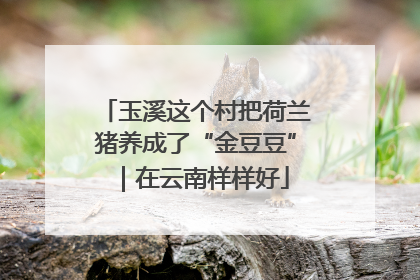 玉溪这个村把荷兰猪养成了“金豆豆”｜在云南样样好