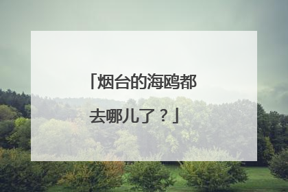 烟台的海鸥都去哪儿了？