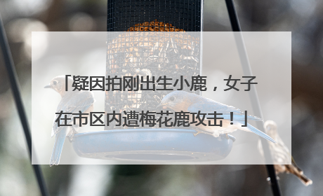 疑因拍刚出生小鹿，女子在市区内遭梅花鹿攻击！
