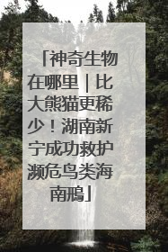 神奇生物在哪里｜比大熊猫更稀少！湖南新宁成功救护濒危鸟类海南鳽