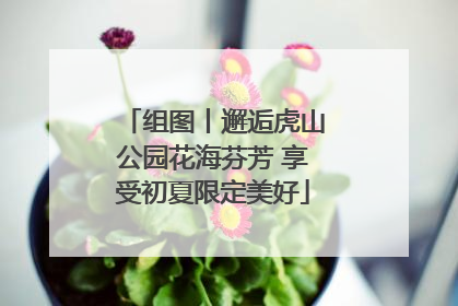 组图丨邂逅虎山公园花海芬芳 享受初夏限定美好