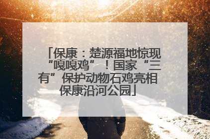 保康：楚源福地惊现“嘎嘎鸡”！国家“三有”保护动物石鸡亮相保康沿河公园