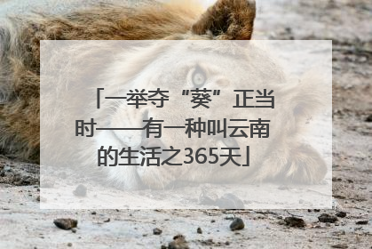 一举夺“葵”正当时——有一种叫云南的生活之365天