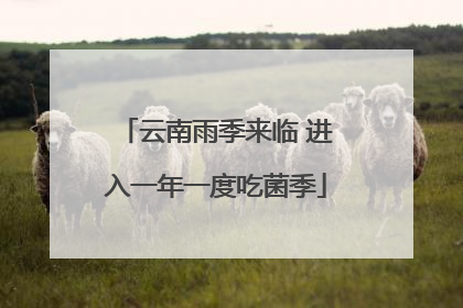 云南雨季来临 进入一年一度吃菌季
