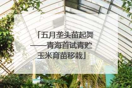 五月垄头苗起舞——青海首试青贮玉米育苗移栽