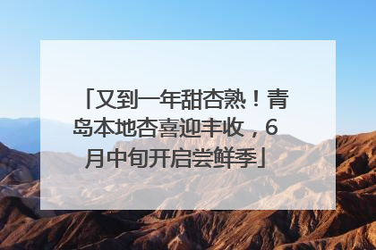 又到一年甜杏熟！青岛本地杏喜迎丰收，6月中旬开启尝鲜季