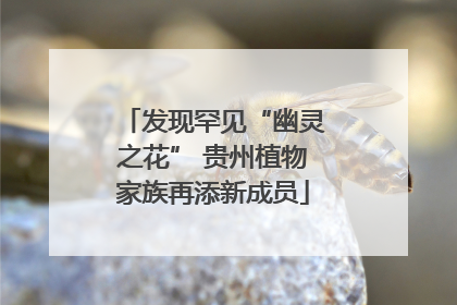 发现罕见“幽灵之花” 贵州植物家族再添新成员