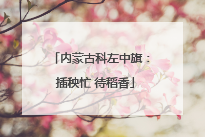 内蒙古科左中旗：插秧忙 待稻香