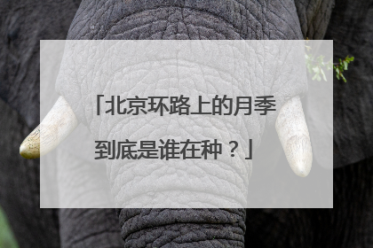 北京环路上的月季到底是谁在种？