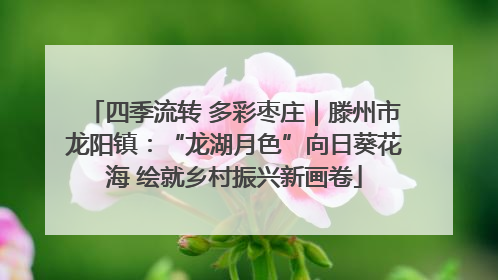 四季流转 多彩枣庄｜滕州市龙阳镇：“龙湖月色”向日葵花海 绘就乡村振兴新画卷