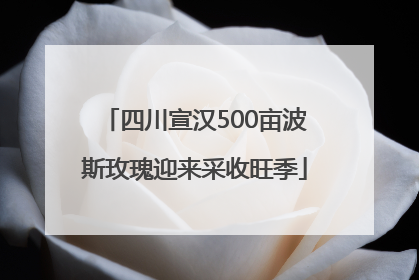 四川宣汉500亩波斯玫瑰迎来采收旺季