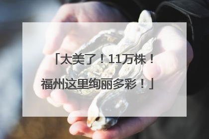 太美了！11万株！福州这里绚丽多彩！