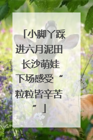 小脚丫踩进六月泥田 长沙萌娃下场感受“粒粒皆辛苦”