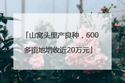 山窝头里产良种，600多亩地增收近20万元