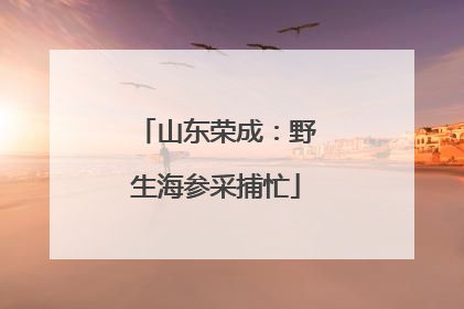 山东荣成：野生海参采捕忙