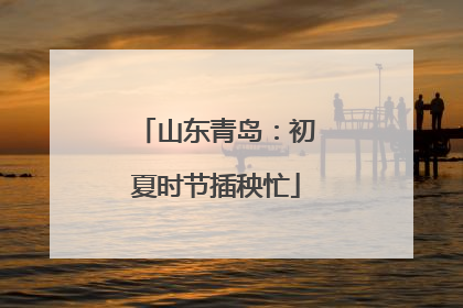 山东青岛：初夏时节插秧忙