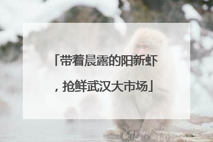 带着晨露的阳新虾，抢鲜武汉大市场