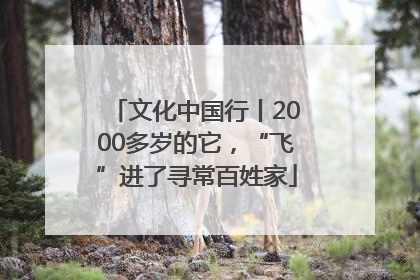 文化中国行丨2000多岁的它，“飞”进了寻常百姓家
