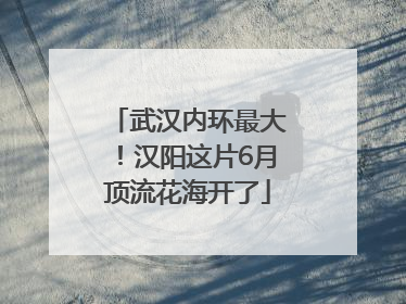 武汉内环最大！汉阳这片6月顶流花海开了