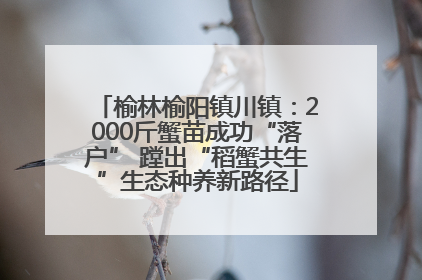 榆林榆阳镇川镇：2000斤蟹苗成功“落户” 蹚出“稻蟹共生”生态种养新路径