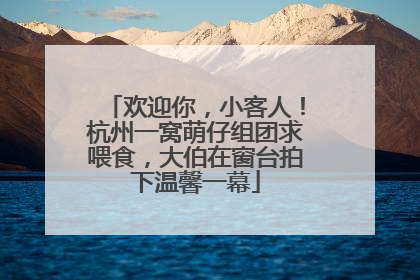 欢迎你，小客人！杭州一窝萌仔组团求喂食，大伯在窗台拍下温馨一幕