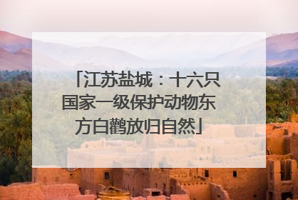 江苏盐城：十六只国家一级保护动物东方白鹳放归自然