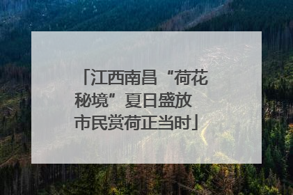 江西南昌“荷花秘境”夏日盛放 市民赏荷正当时
