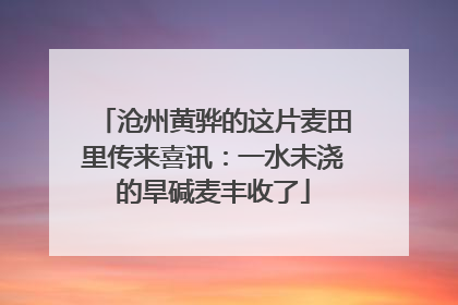 沧州黄骅的这片麦田里传来喜讯：一水未浇的旱碱麦丰收了