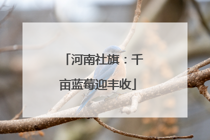 河南社旗：千亩蓝莓迎丰收