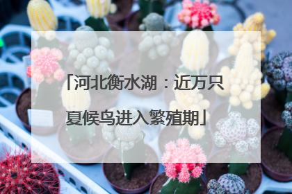 河北衡水湖：近万只夏候鸟进入繁殖期