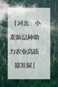 河北：小麦新品种助力农业高质量发展