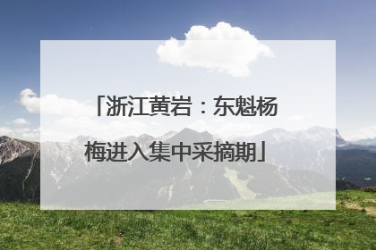 浙江黄岩：东魁杨梅进入集中采摘期