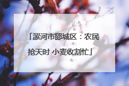 漯河市郾城区：农民抢天时 小麦收割忙