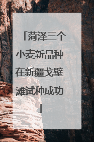 菏泽三个小麦新品种在新疆戈壁滩试种成功