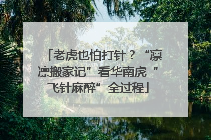 老虎也怕打针？“凛凛搬家记”看华南虎“飞针麻醉”全过程