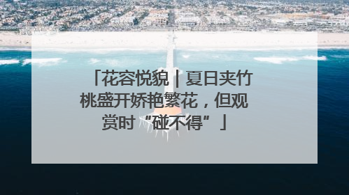 花容悦貌｜夏日夹竹桃盛开娇艳繁花，但观赏时“碰不得”