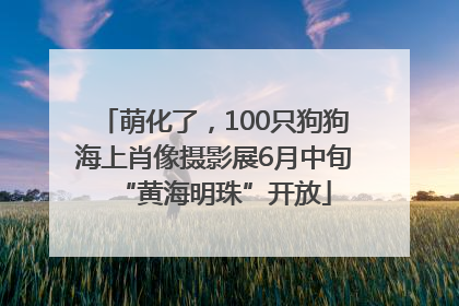 萌化了，100只狗狗海上肖像摄影展6月中旬“黄海明珠”开放