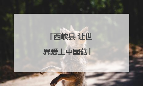 西峡县 让世界爱上中国菇