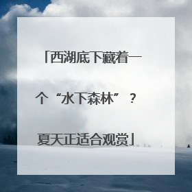 西湖底下藏着一个“水下森林”？夏天正适合观赏