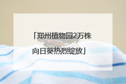 郑州植物园2万株向日葵热烈绽放