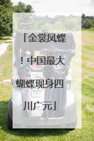 金裳凤蝶！中国最大蝴蝶现身四川广元