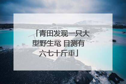 青田发现一只大型野生鼋 目测有六七十斤重