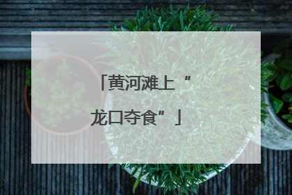 黄河滩上“龙口夺食”