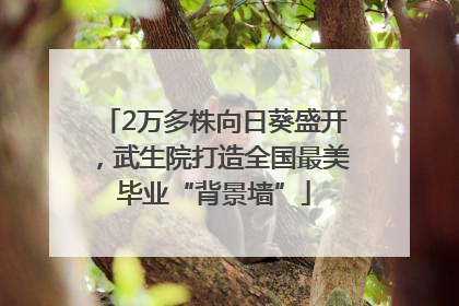 2万多株向日葵盛开，武生院打造全国最美毕业“背景墙”